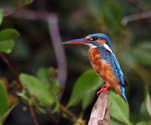 Alcedo atthis - Guarda Rios/Common Kingfisher