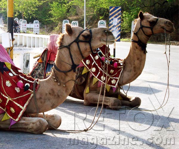 camels udaipur city india